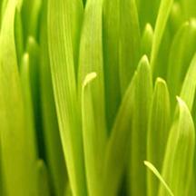 商业授权正版的手机版ddos攻击器